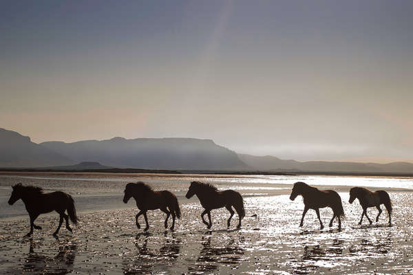 Horses in Snæfellsjökull National Park