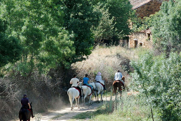 Horses in Spain