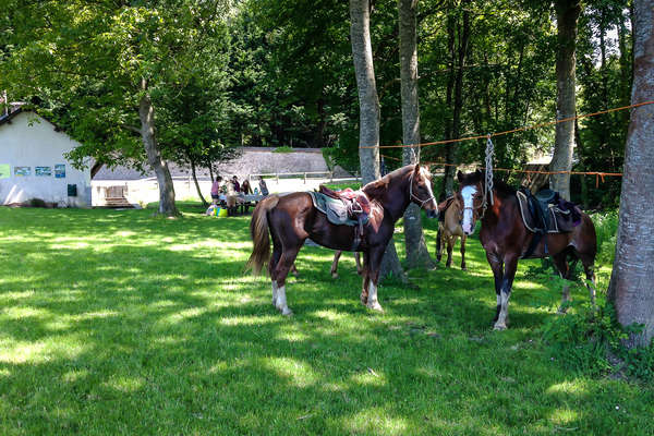 Horses in the Loire Valley