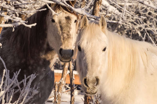 Horses in the snow in the Rockies, western Canada
