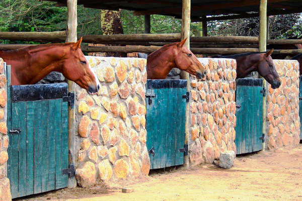 Horses in their stables in Kenya
