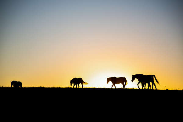 Horses on South Africa's wild coast