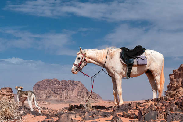 Horses on trail ride in Wadi Rum, Jordan