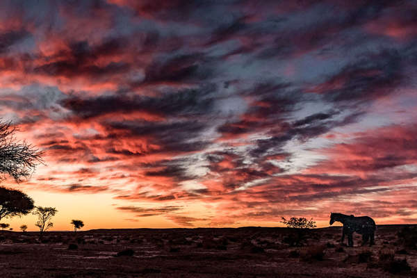 Horses picketed at camp after a trail ride in the Sahara