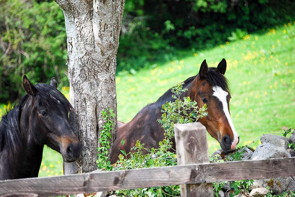 Horses relaxing at a riding centre in Ireland