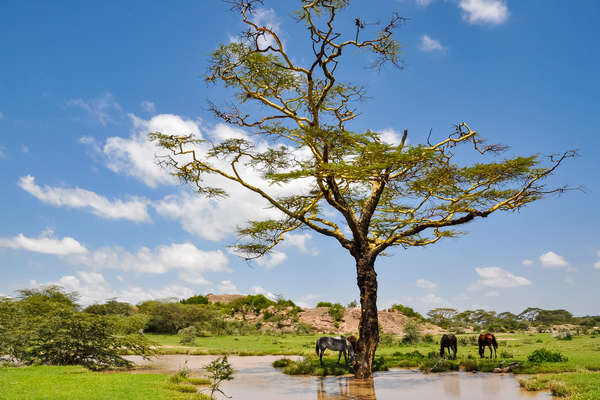 Horses resting and drinking during a break on a horse safari