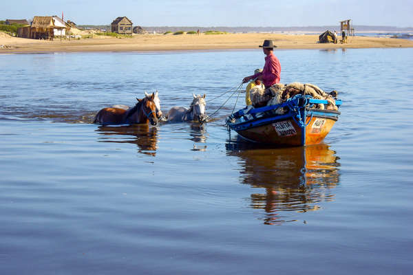 Horses swimming in a lagoon in Uruguay