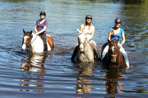 Horses swimming in Poitou