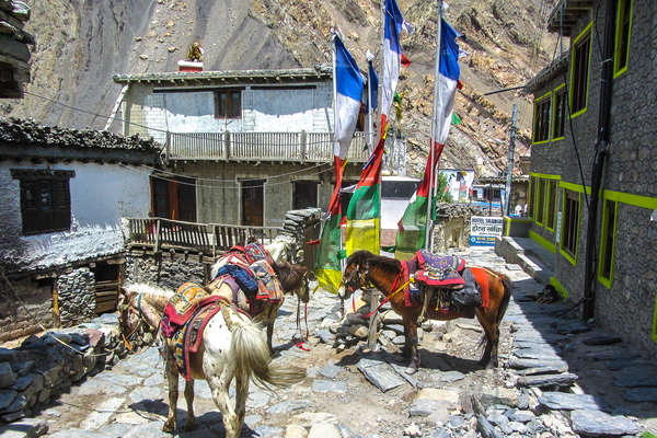 Horses waiting for their riders in Nepal, Mustang trail riding holiday