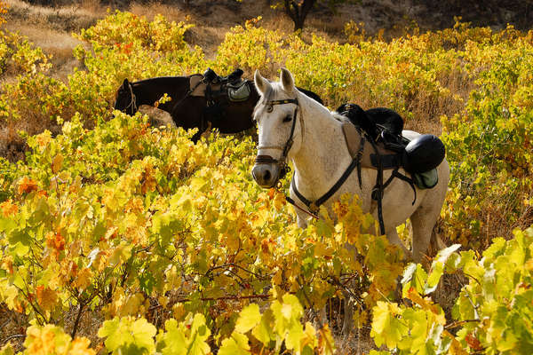 Horses waiting for their riders in Turkey