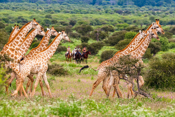 Horses watching giraffe in Mashatu game reserve