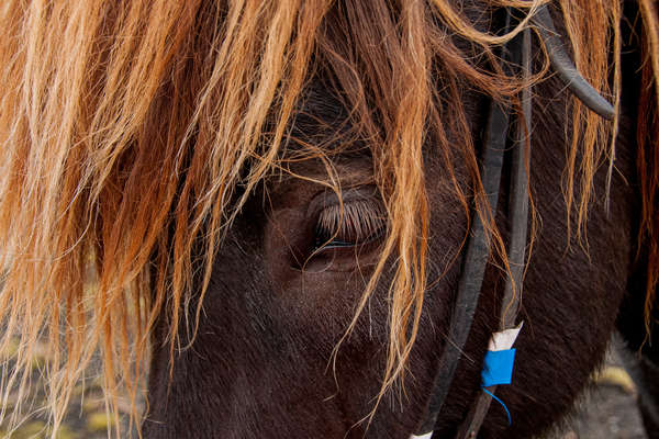 Icelandic horse in Iceland