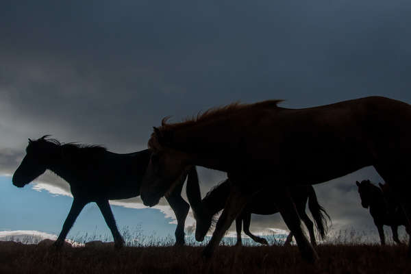 Icelandic horses at dusk