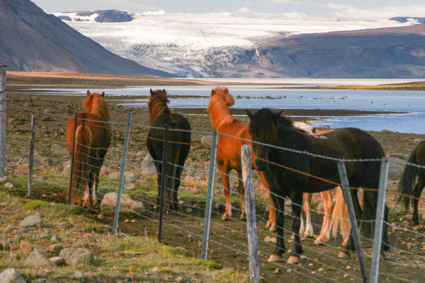 Icelandic horses resting during a trail ride holiday in Iceland
