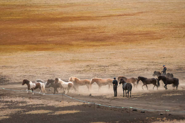 Icelandic horses waiting for their riders