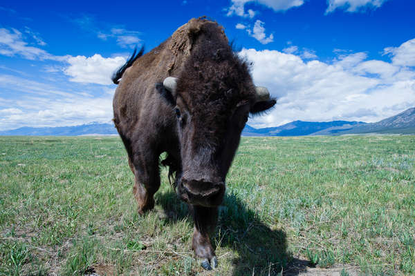 Inquisitive bison at Zapata Ranch