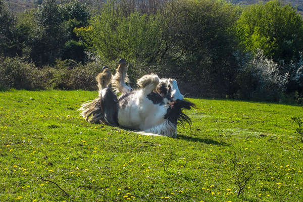Irish cob rolling in a field in Ireland
