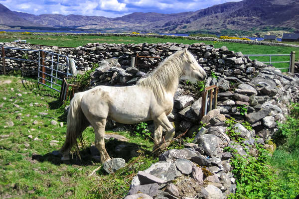 Irish horse in a field in Ireland