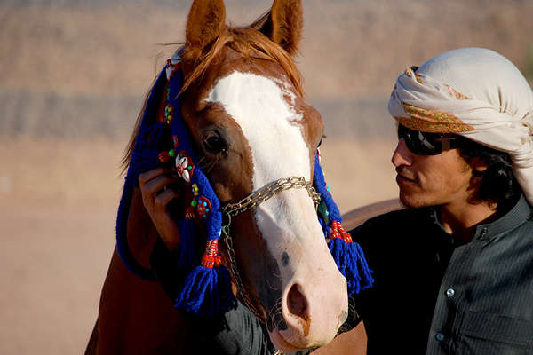 Jordan and arabian horse