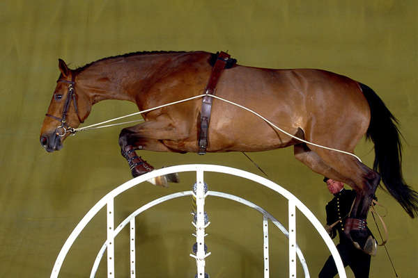 Jump training in horse school France