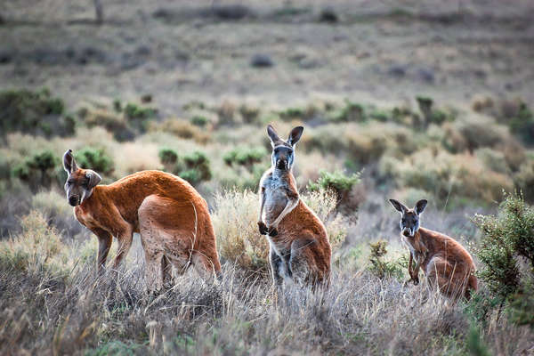 Kangaroos, Australia