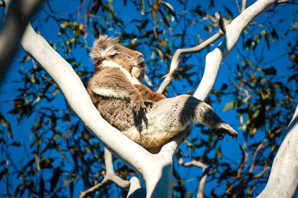 Koala in Australia