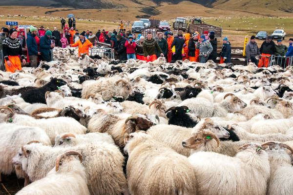 Landmannaafréttur sheep round up