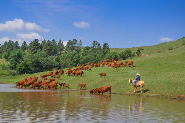 Leading cattle to drink on a US ranch vacation