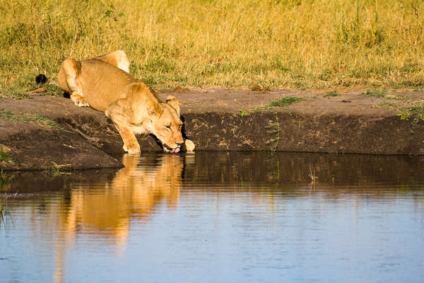 Lioness taking a drink in Hwange National park in Zimbabwe