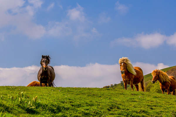 Loose horses in Devon, England