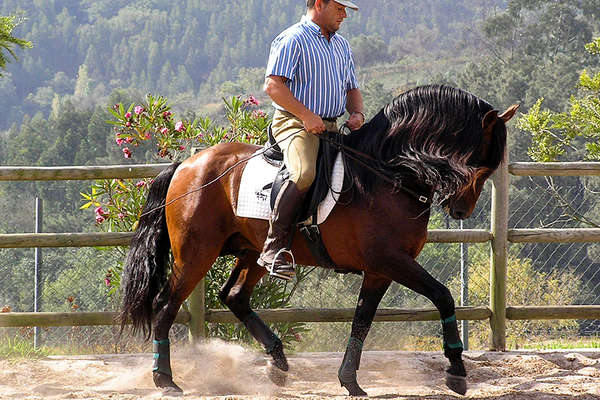 Lusitanian horse and dressage in Portugal