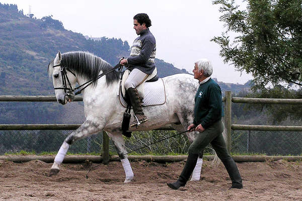 Lusitano horses and dressage in Portugal