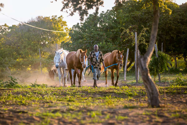 Man guiding a couple of horses in Mozambique