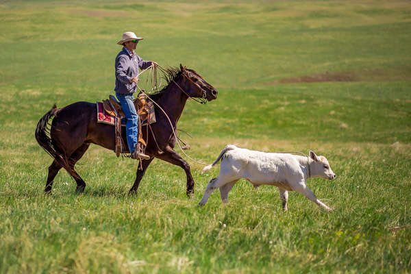 Man riding after a calf in Kara Creek Ranch