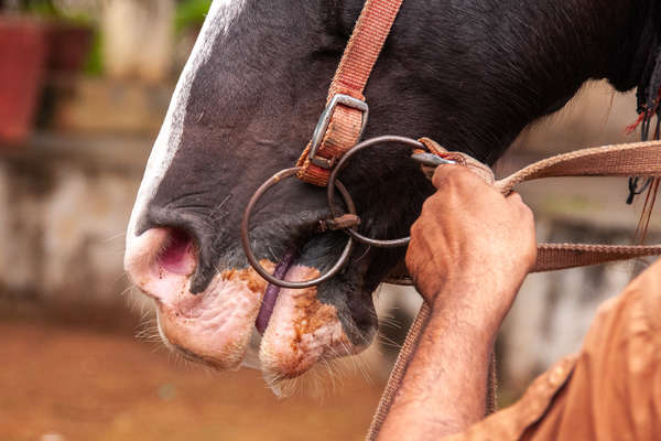 Marwari horse in India and bit