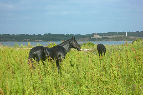 Menorcan horse grazing