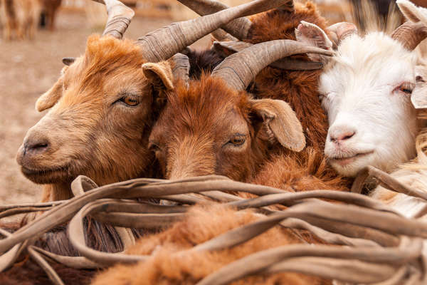 Mongol herd of goats
