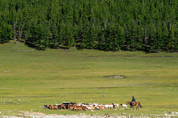 Mongol herding sheep on horseback