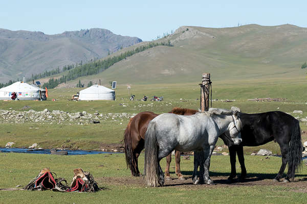 Mongol horses in Mongolia