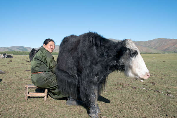 Mongolia riding holiday