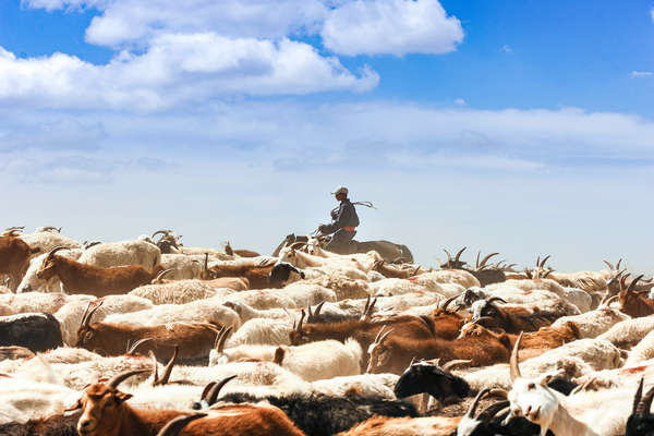 Mongolia shepherd on horseback