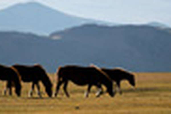 Mongolian horses grazing wild in Mongolia 