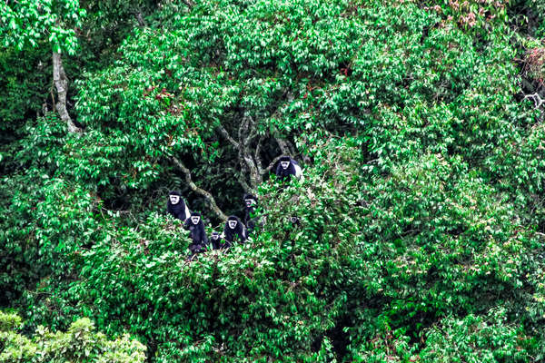 Monkeys spotted in Tanzania on horesback safari