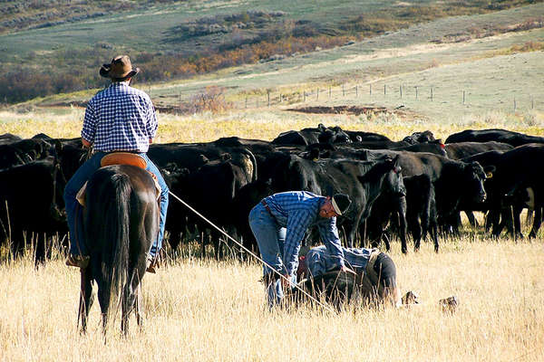 Montana and cow-boys