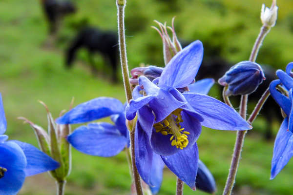 Mountain flower in the Pyrenees