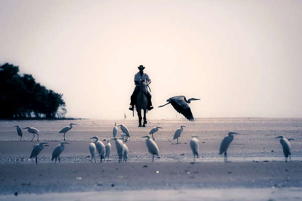 Mozambique and Horse