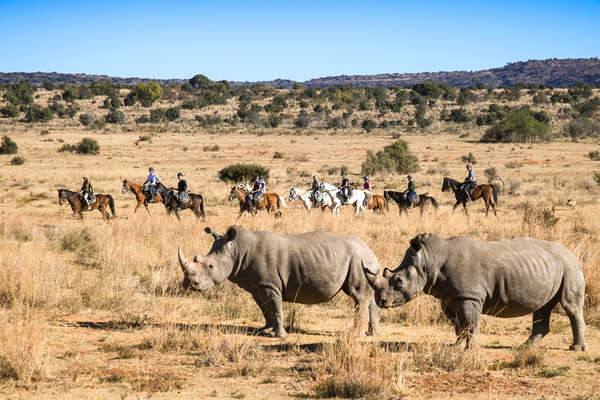 Multiple riders admiring rhinos in South Africa