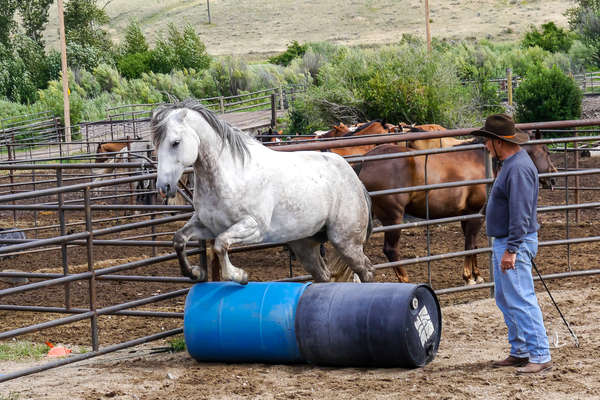 Natural horsemanship and Parelli demo