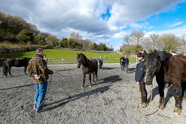 Natural horsemanship in Ireland