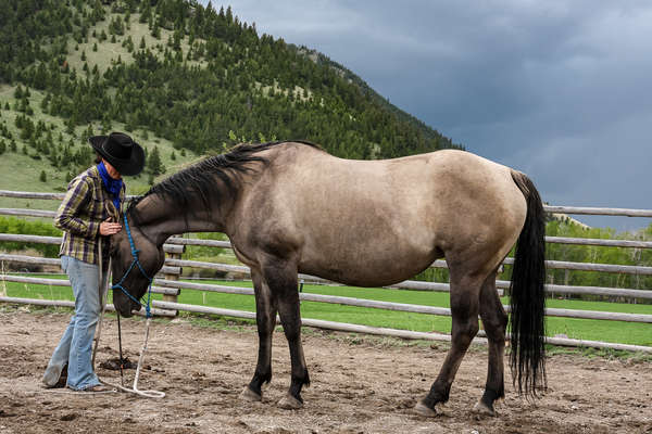 Natural horsemanship session at Rocking Z Ranch